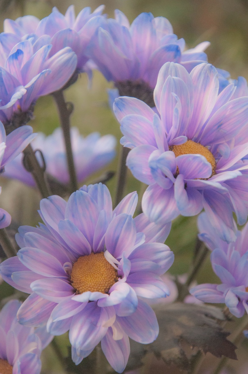 极光色的小雏菊令人毫无抵抗力的颜色