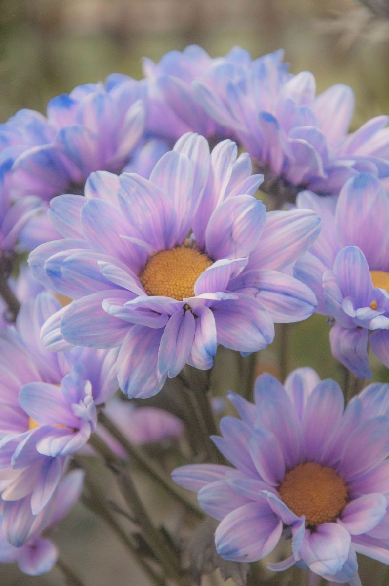 极光色的小雏菊令人毫无抵抗力的颜色