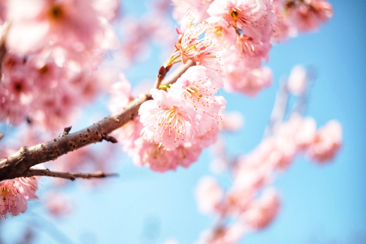 春樱