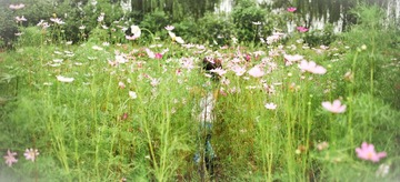 花丛