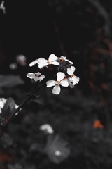 9FD4BBE6-3715-43D9-B5E6-8015D9B7B935/L0/001