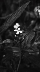 3E21682C-39FD-4A5E-9CE1-966E5AE3492E/L0/001