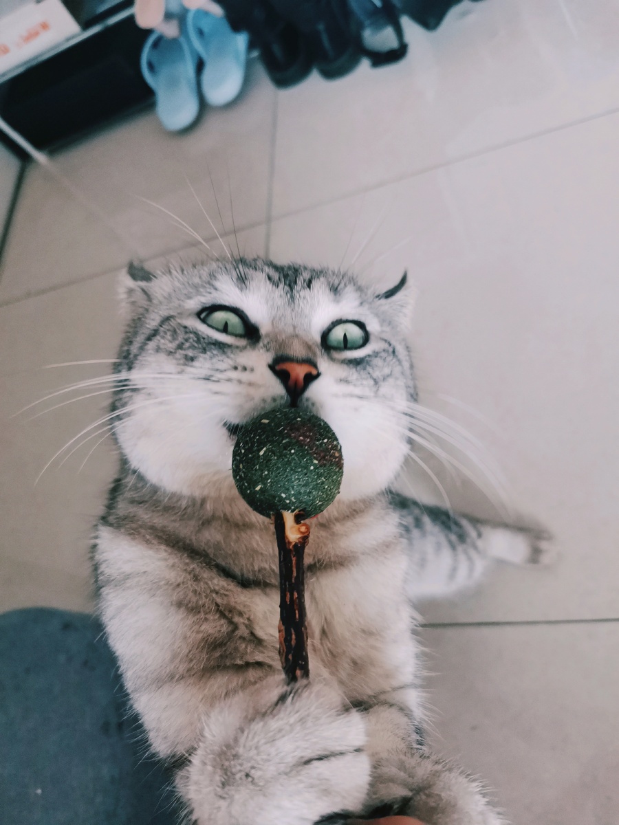 每次看到猫薄荷就面目狰狞