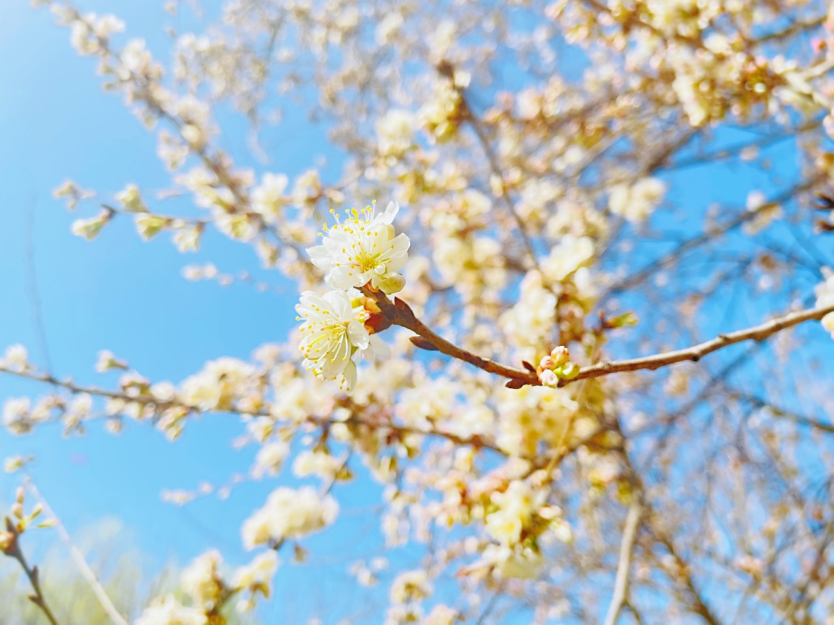 春风知我意，吹梦到西周。🌸