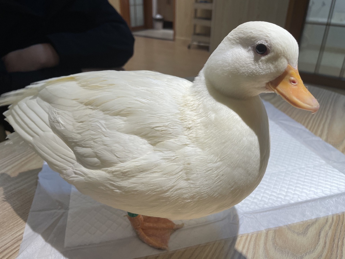 柯尔鸭大鹏展翅我是飞机诶你看我像不像唐老鸭