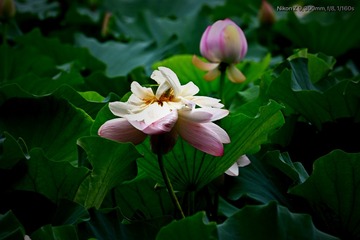 FB0D338E-83A6-400F-B226-6007C13F369A/L0/001