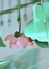 11F8D07D-7CFF-4E81-812C-4B33DF5A1B78/L0/001