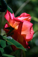 9D5C13F8-C8A6-4D98-A4A3-1F311FFAA71A/L0/001