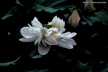 859AA6A0-91C4-4390-B725-74EADFA28AAC/L0/001