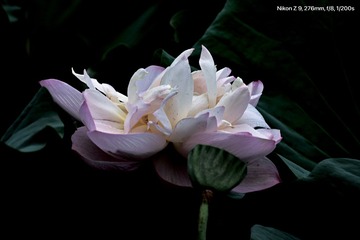 DA5D66F5-34E7-4493-8B1F-CBD1B2C4A0FD/L0/001