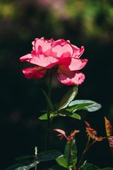 59EB6C4E-9791-41B7-8DA2-0D8D80A3DBFB/L0/001