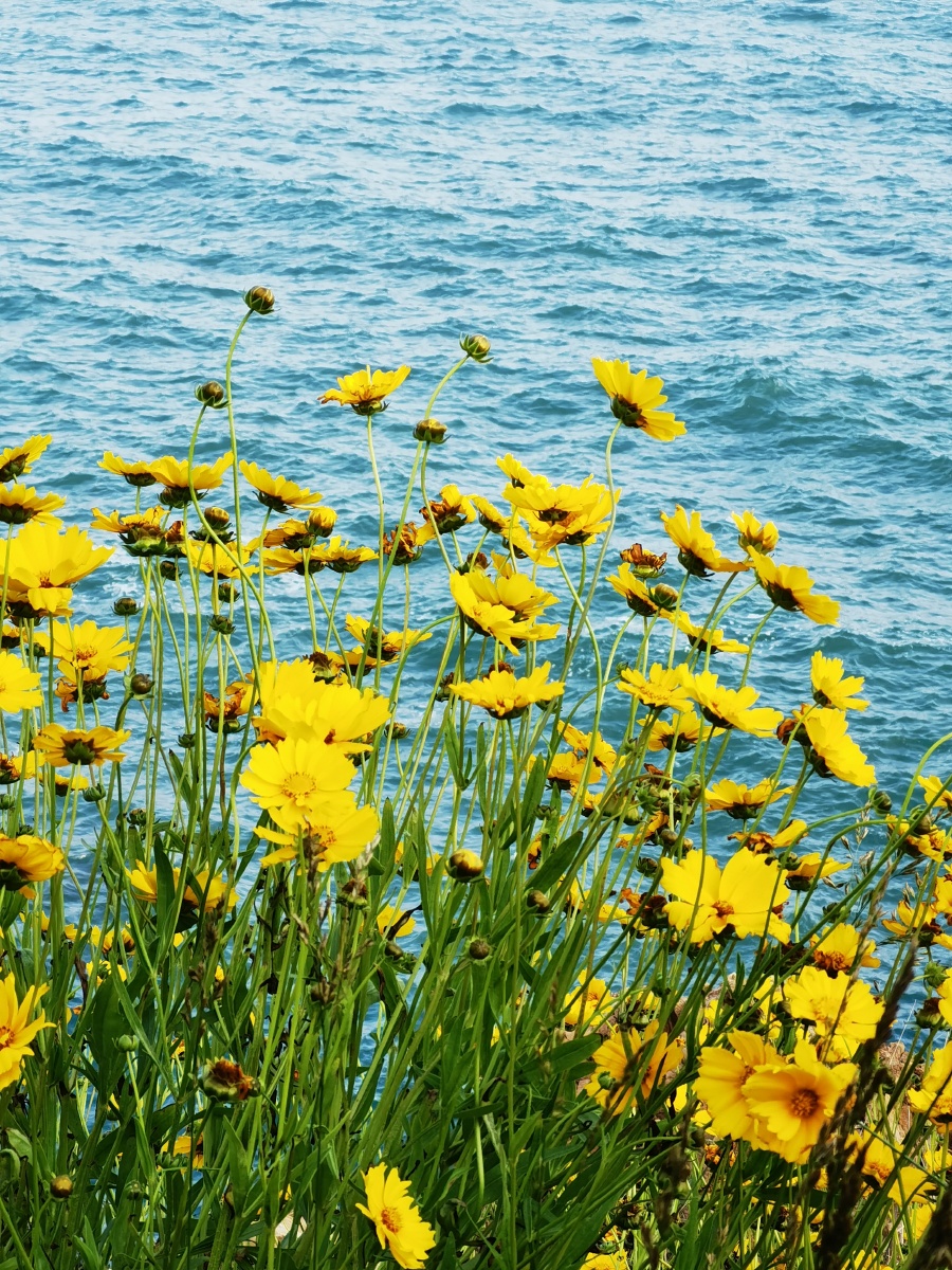 大海边的黄秋英