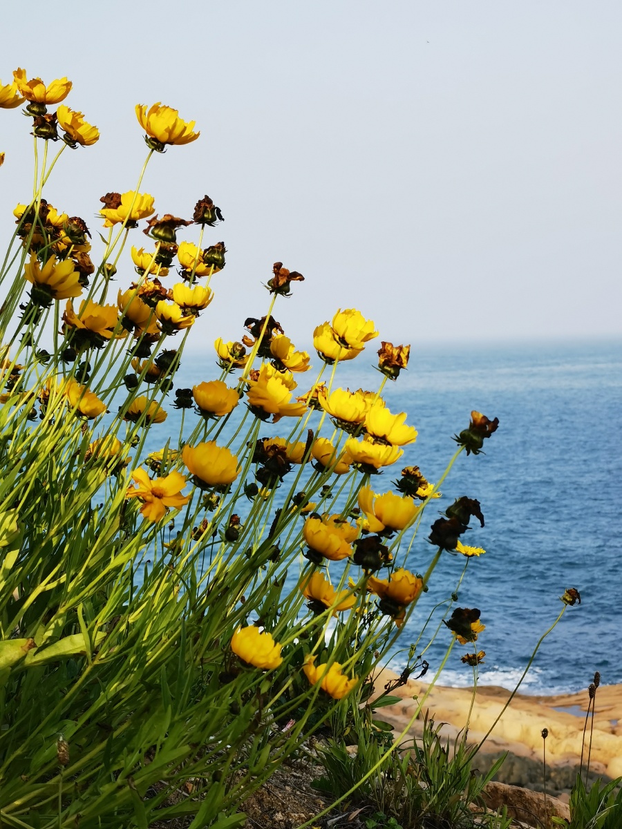 大海边的黄秋英