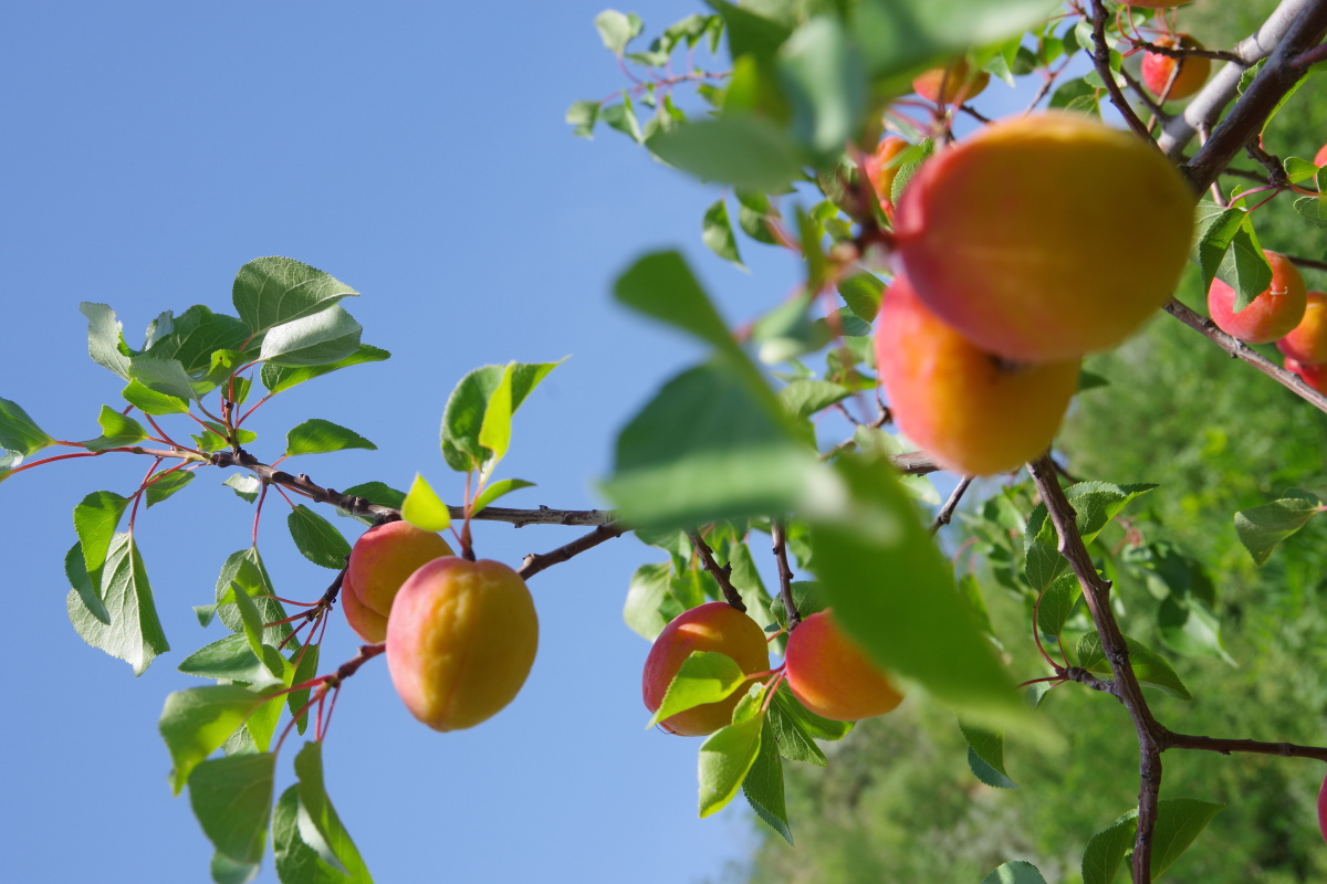山杏- 景语161647050099753 - 图虫