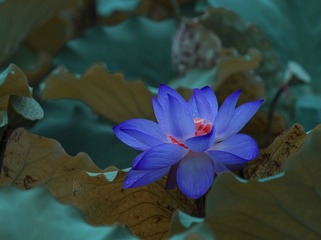 3C1D82CE-432B-4C8B-9881-7C603460599A/L0/001