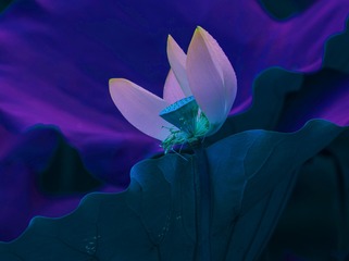 9915D298-BD02-4A9B-87FB-B3E33E449EC0/L0/001