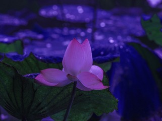 C41C9736-4A94-4E8B-9513-FC599FE87C9B/L0/001