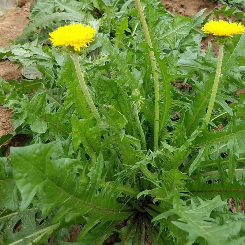 城里人吃不到的野莱