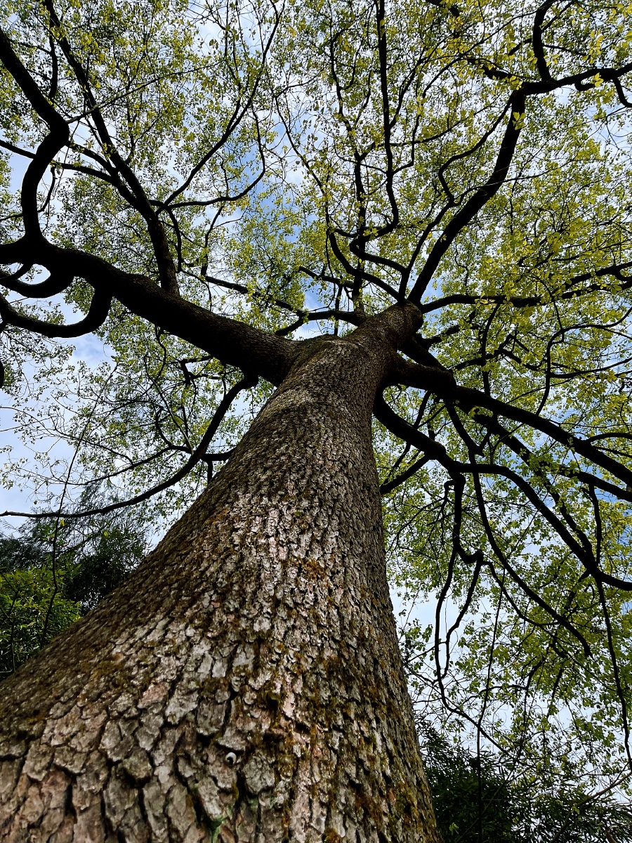村头的香樟树原创随手拍
