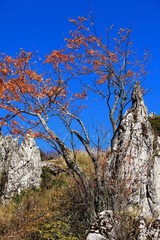 IMG_5567.JPG