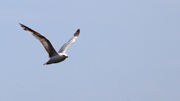 IMG_7660.JPG