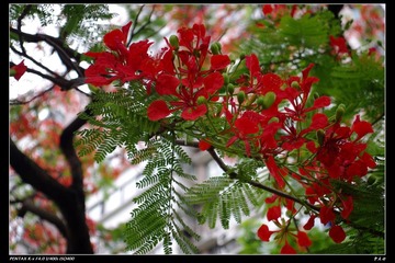 红花
