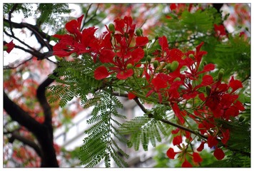 花