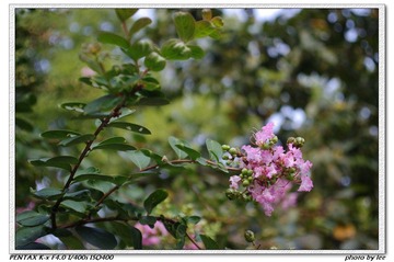 公园的花儿