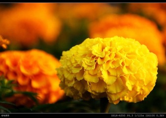 菊花1