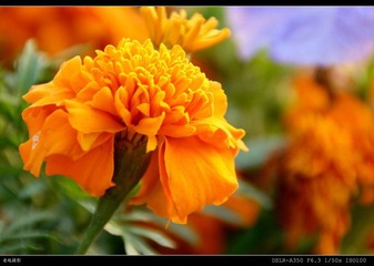 菊花2