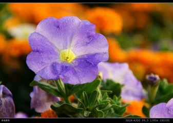 牵牛花