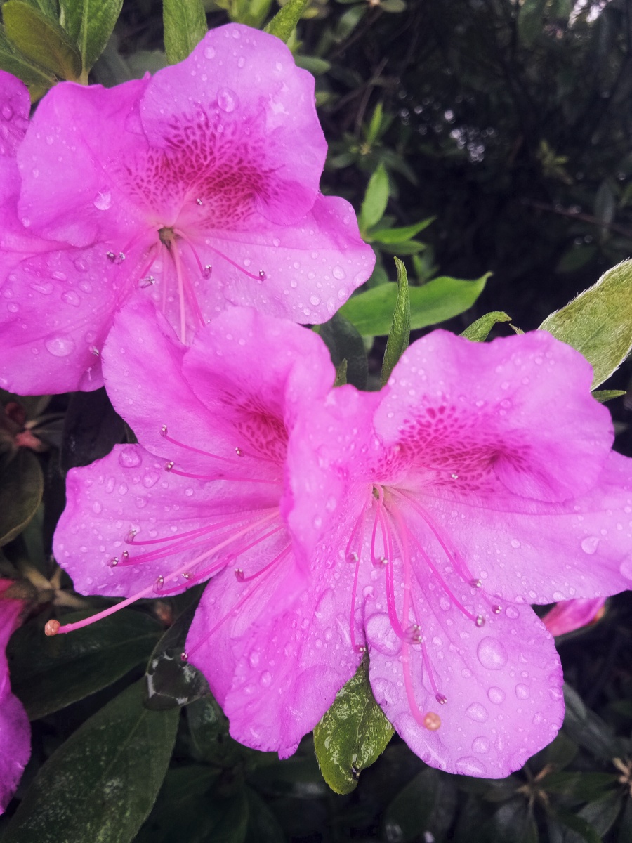 雨中~杜鹃花,另一种美 - 春暖花开wind - 图虫
