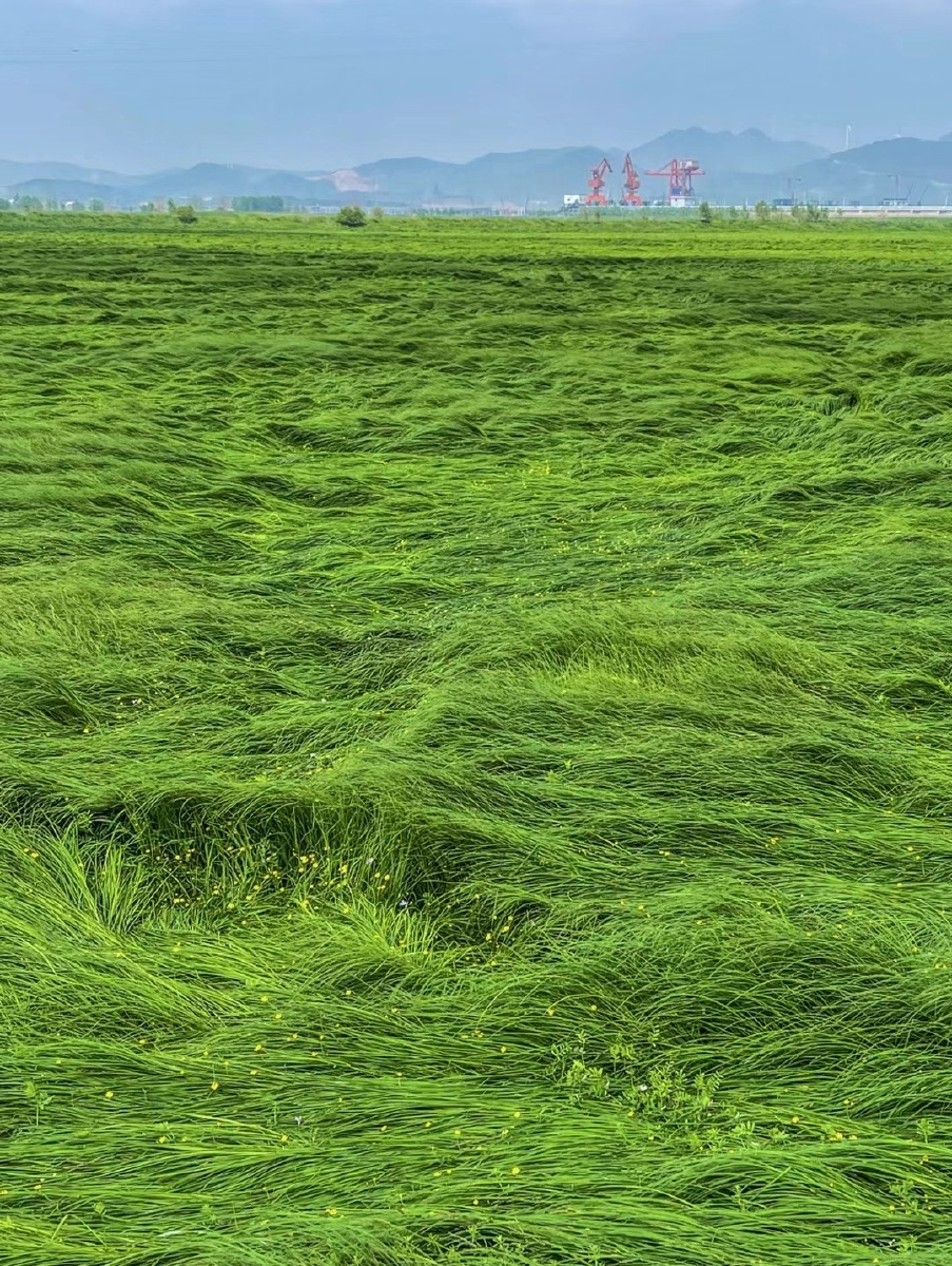 风吹麦浪滚滚这茵茵绿色真是美极了