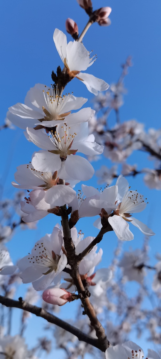 山桃花春天乍暖山桃花就开了很美很惊艳