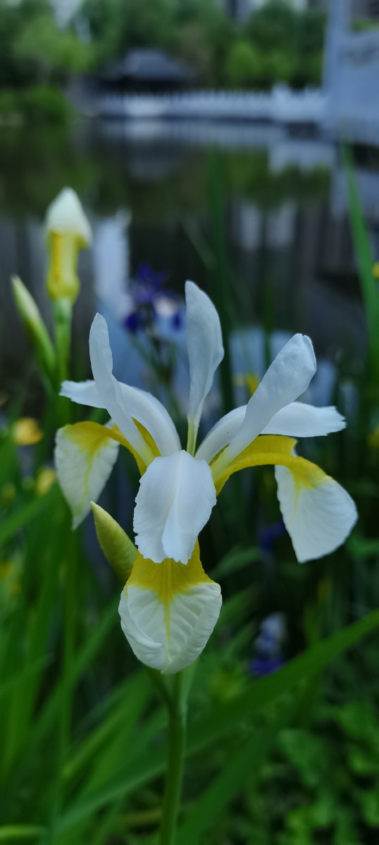 鸢尾花白色鸢尾花