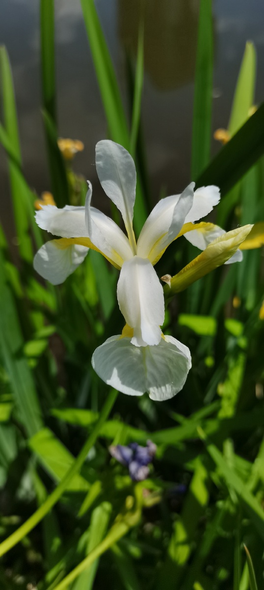 鸢尾花白色鸢尾花