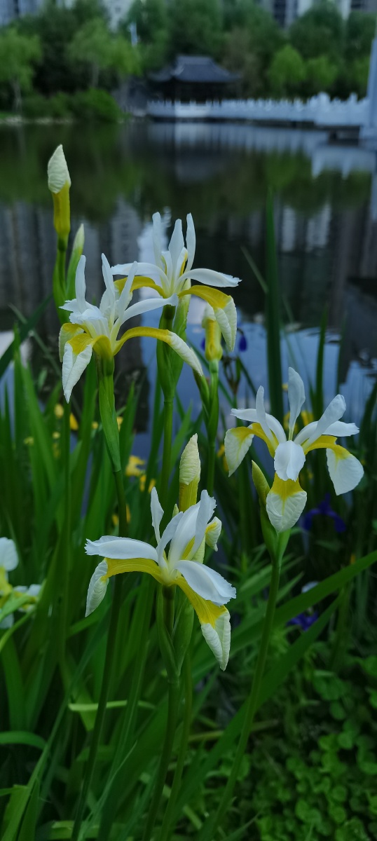 鸢尾花白色鸢尾花
