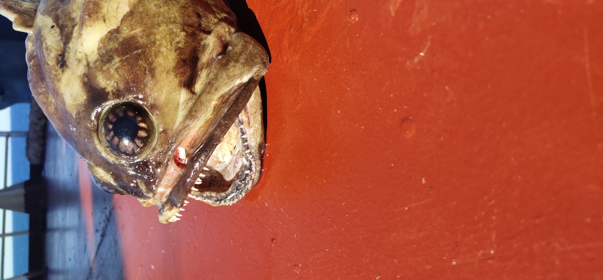 澳洲可爱大眼睛鱼