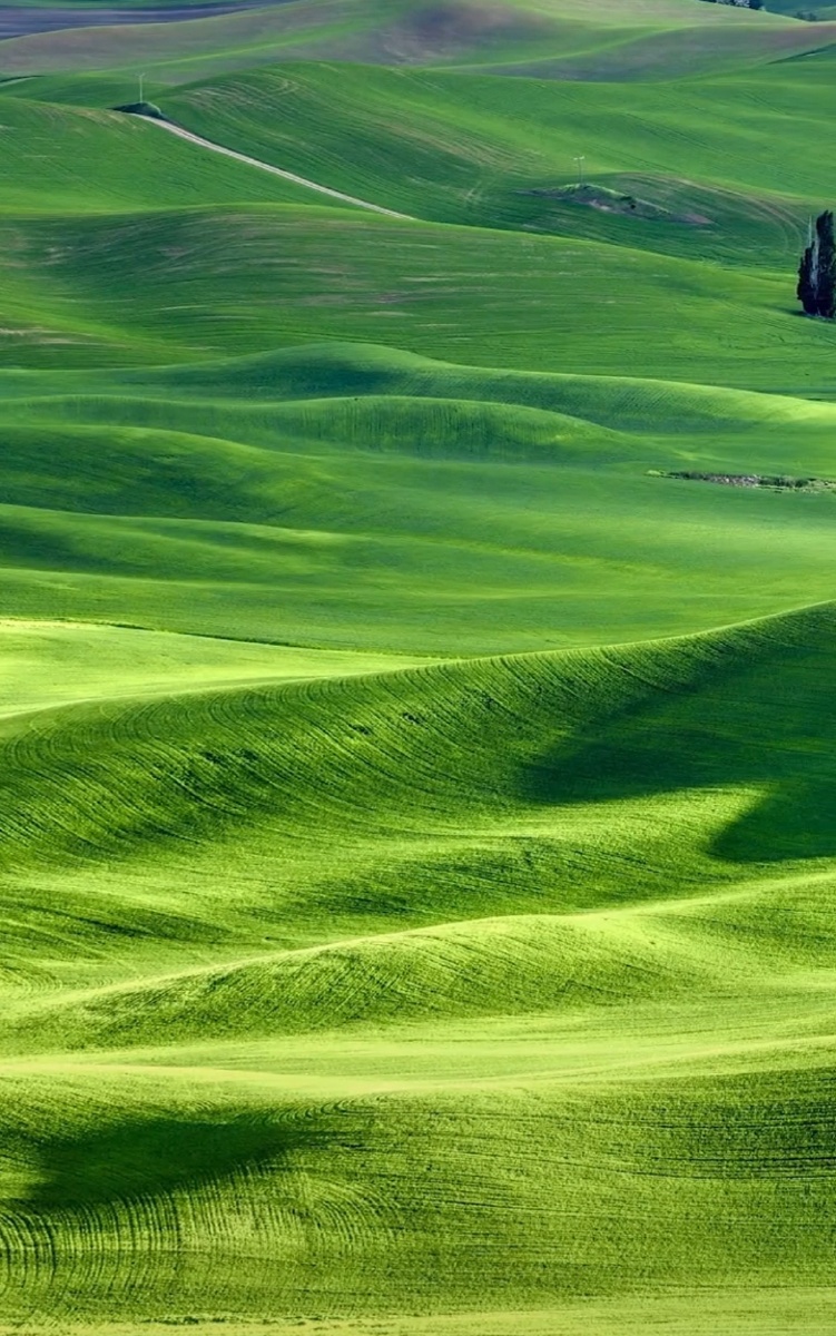 绿绿葱葱一片青草