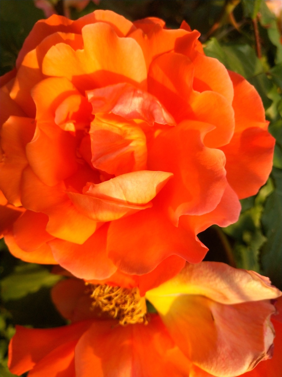 公园内火红火红的花非常美丽