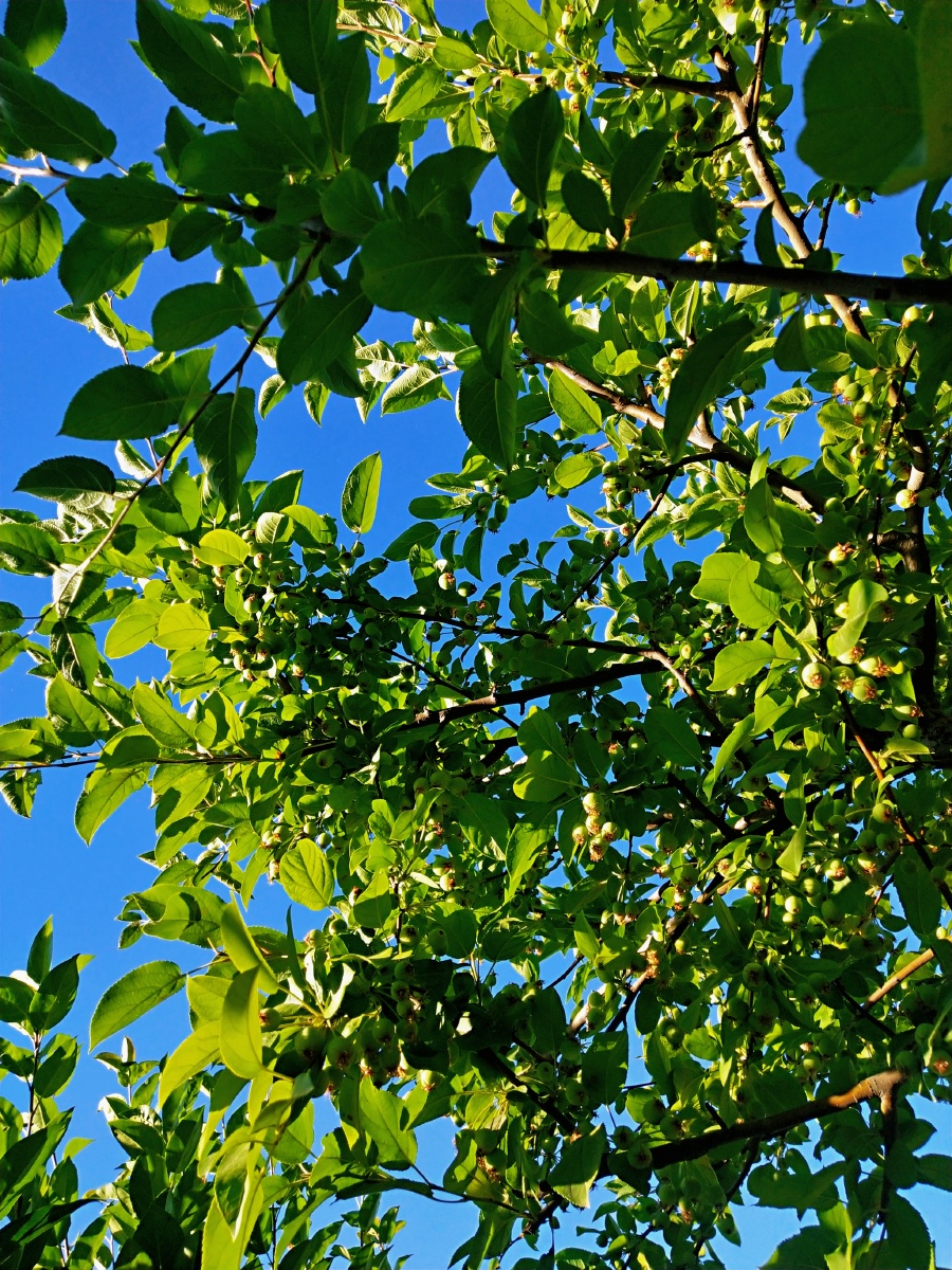 这绿色枝叶非常养眼