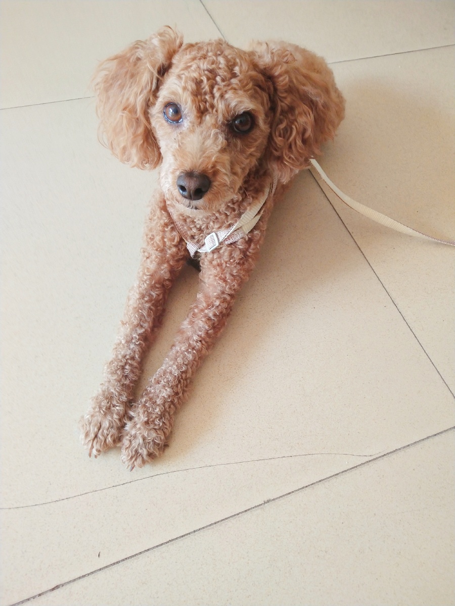 这小泰迪狗身上毛毛似小羊羔