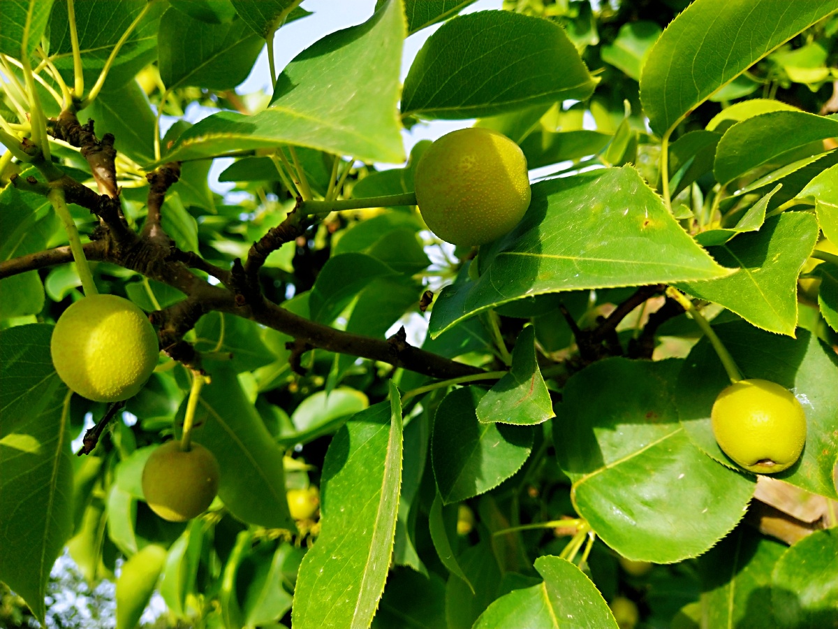 苹果树结果了像一颗颗绿色的玛瑙挂在枝头
