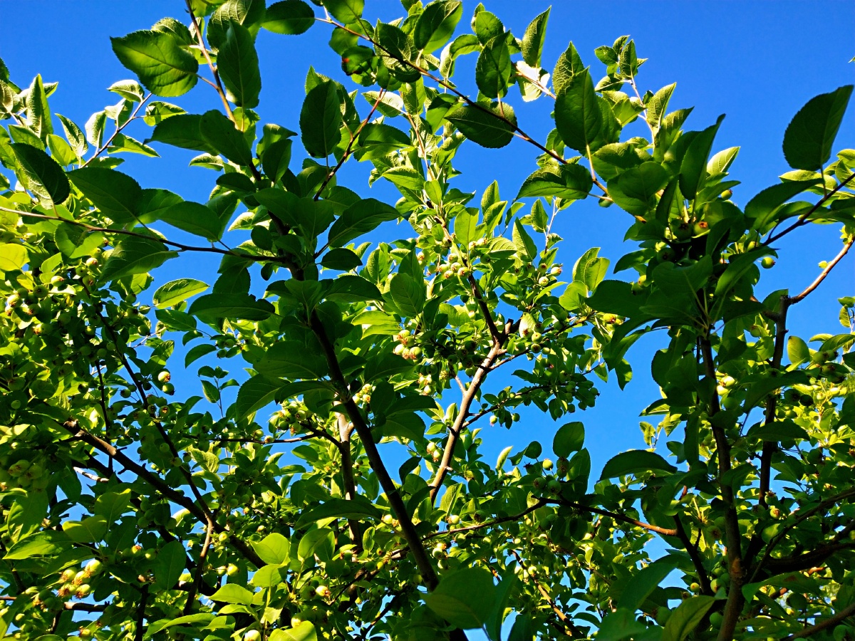 这绿色枝叶非常养眼
