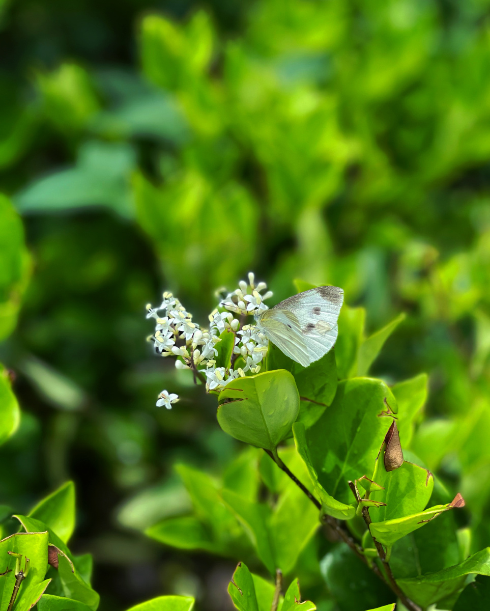 女贞绣球花和蝴蝶03
