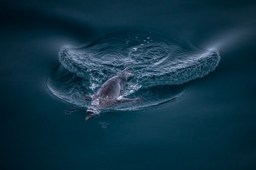 DSC_1242a