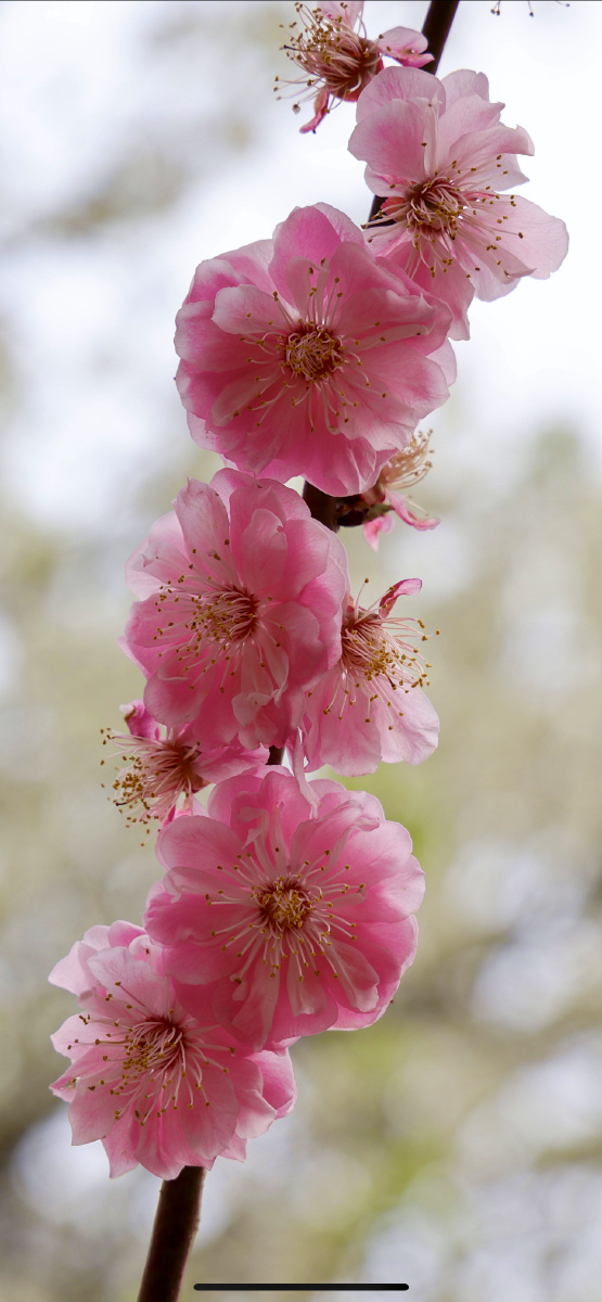 梅花朵朵相继开放压弯了枝头每一朵花瓣吐露着芬芳