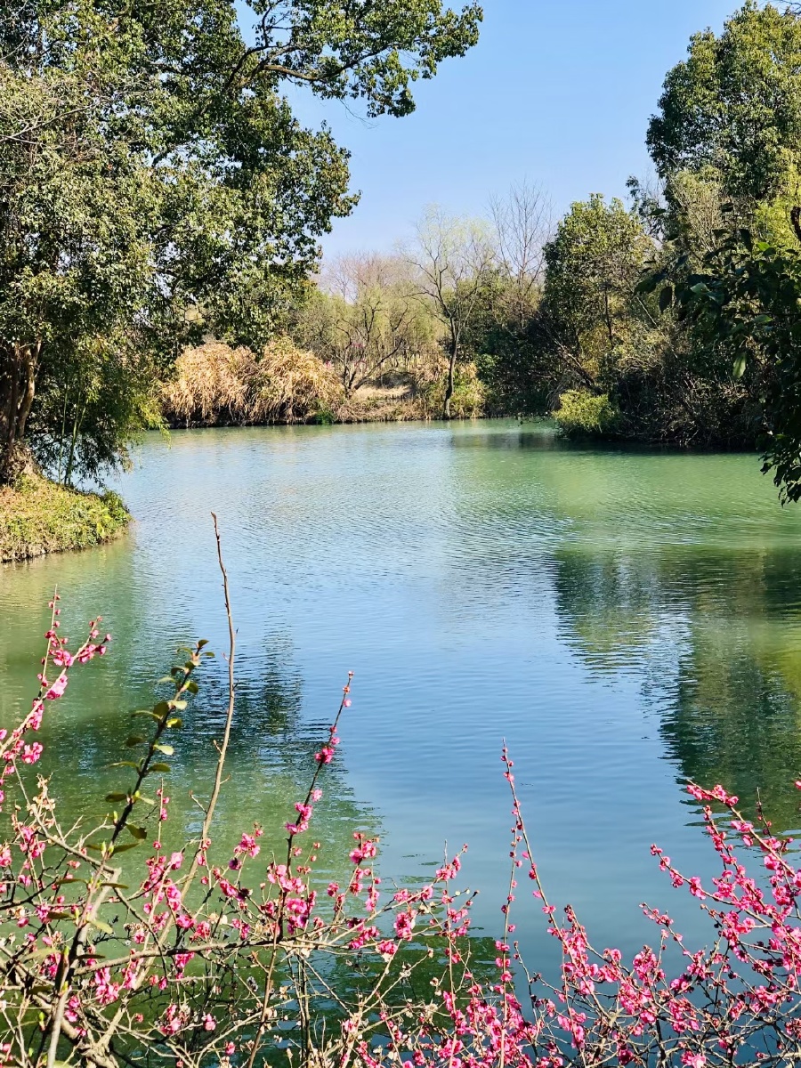杭州旅游风景区西溪湿地非常的漂亮
