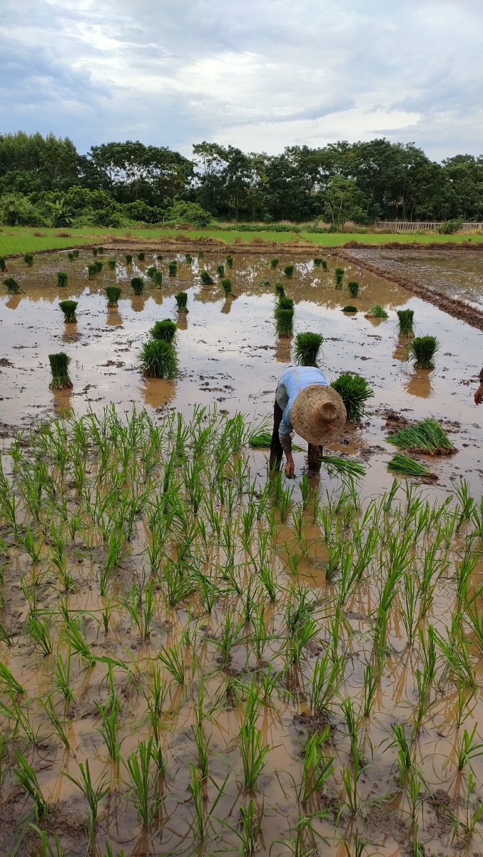 锄禾日当午汗滴禾下土谁知盘中餐粒粒皆辛苦