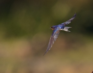 B11223AB-D767-445B-B3B4-DD4489892810/L0/001
